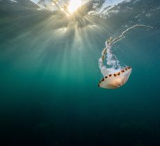 An underwater photograph of a large, translucent compass jellyfish with brown markings and long tentacles swimming towards the surface, backlit by sun rays.