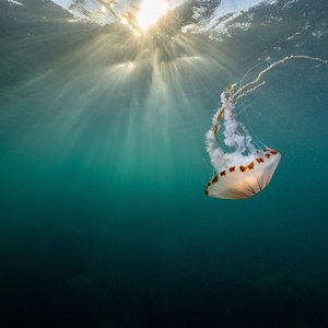 An underwater photograph of a large, translucent compass jellyfish with brown markings and long tentacles swimming towards the surface, backlit by sun rays.