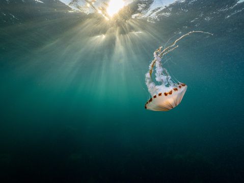 An underwater photograph of a large, translucent compass jellyfish with brown markings and long tentacles swimming towards the surface, backlit by sun rays.
