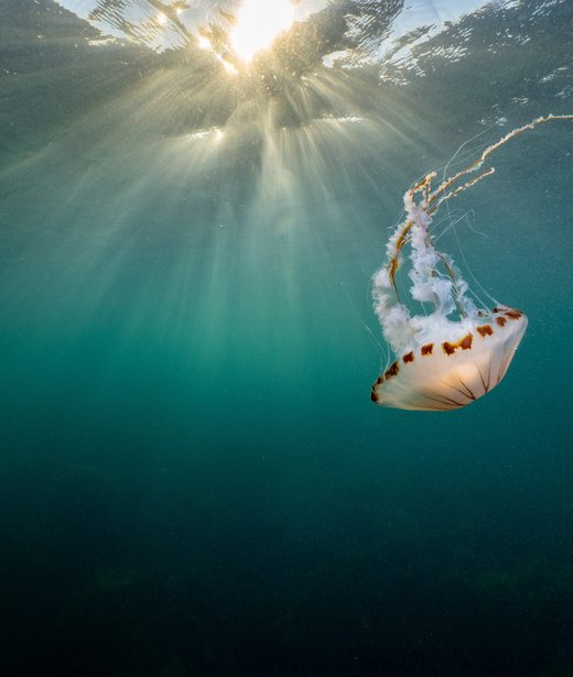 Compass jellyfish