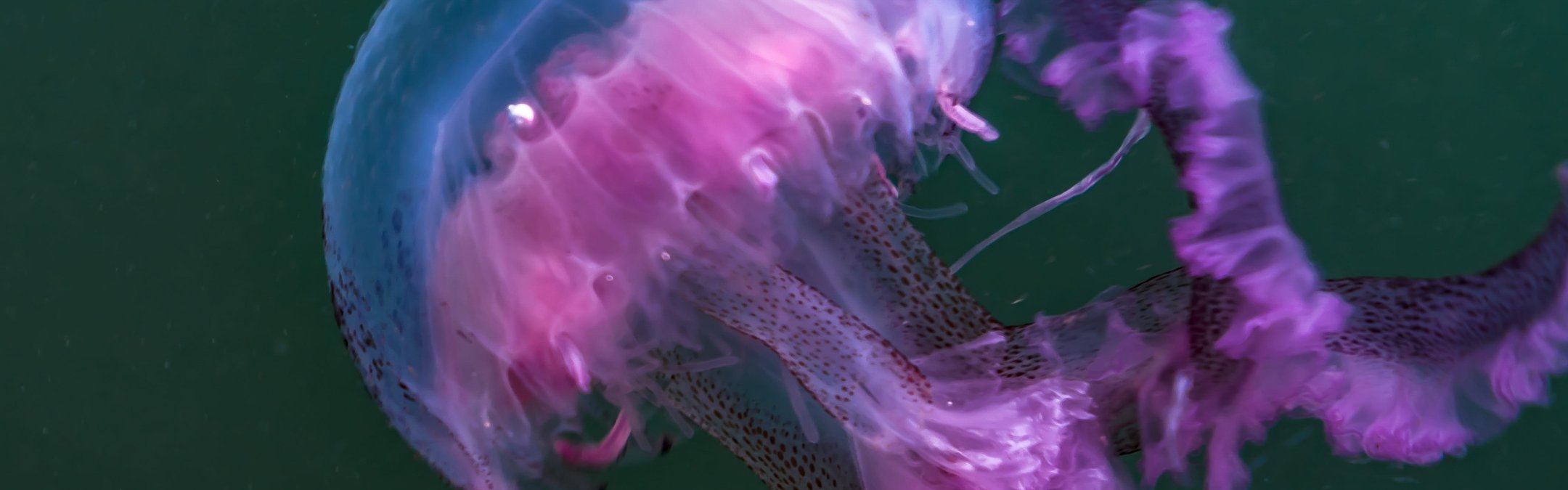 Mauve stinger jellyfish