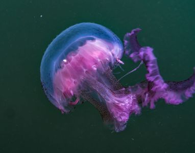 A vibrant pink and purple mauve stinger jellyfish with long, trailing tentacles swims in dark green water
