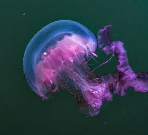 A vibrant pink and purple mauve stinger jellyfish with long, trailing tentacles swims in dark green water