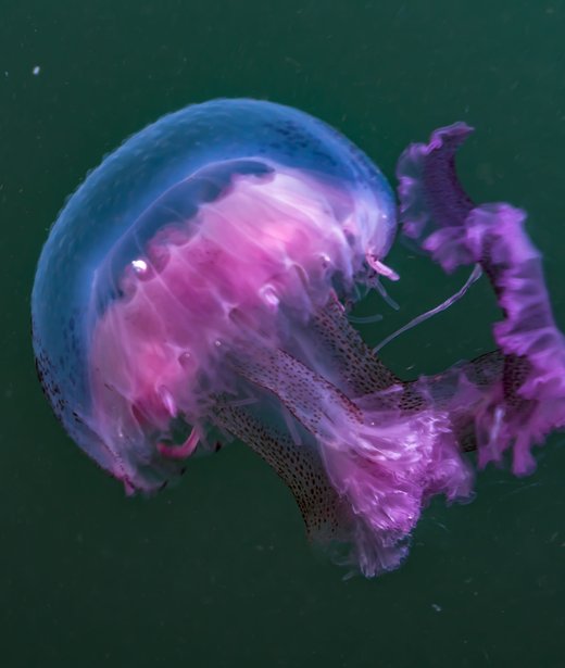 Mauve stinger jellyfish