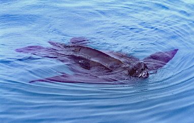 A large, dark leatherback sea turtle swimming at the surface of blue water, with its leathery shell and seven longitudinal ridges visible.