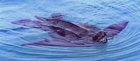 A large, dark leatherback sea turtle swimming at the surface of blue water, with its leathery shell and seven longitudinal ridges visible.