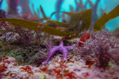 A purple bloody henry starfish in a kelp forest at Lamorna, Cornwall