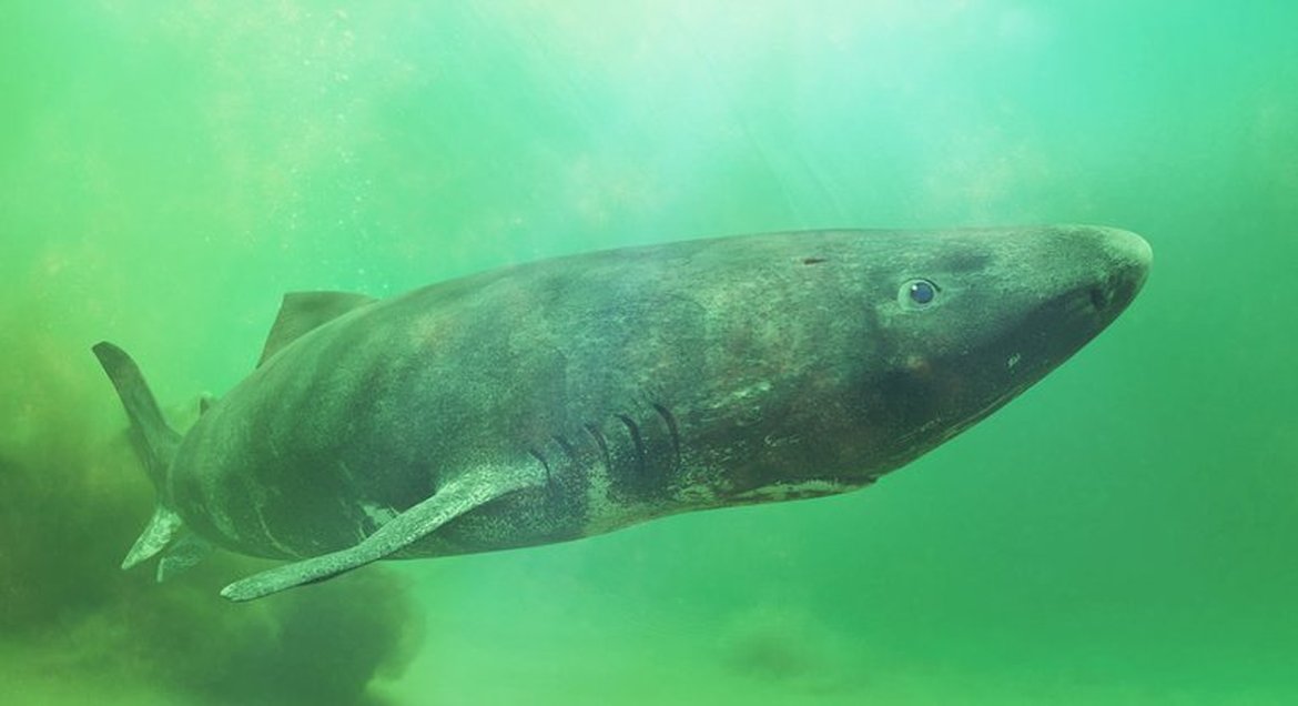 A large, grey-green Greenland shark swimming in murky green ocean water. The shark has a blunt snout, small eyes, and visible pectoral fins.