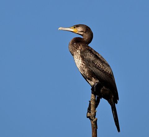 An adult cormorant perches on a high branch against a brilliant blue sky.