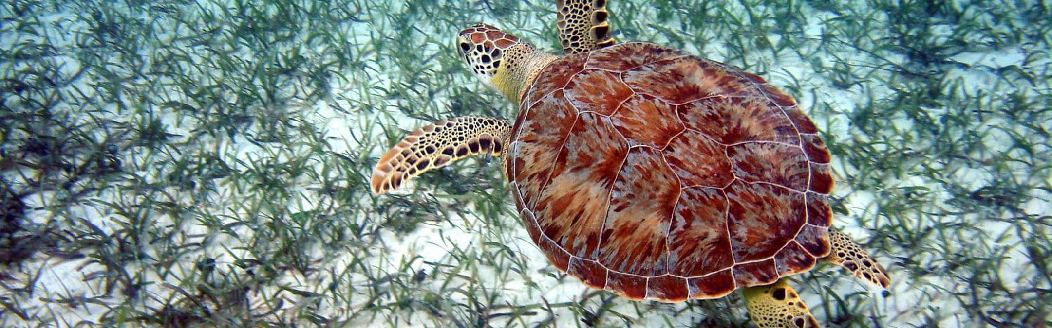 A top down view of a green turtle swimming above a seagrass meadow