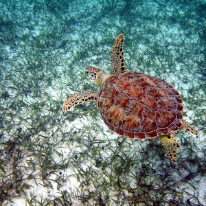 A top down view of a green turtle swimming above a seagrass meadow