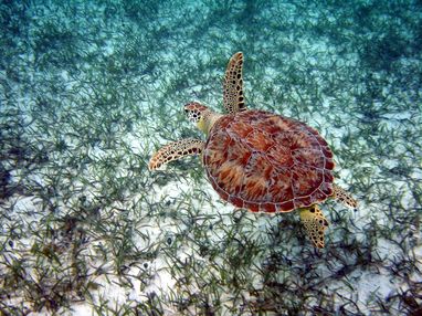 A top down view of a green turtle swimming above a seagrass meadow