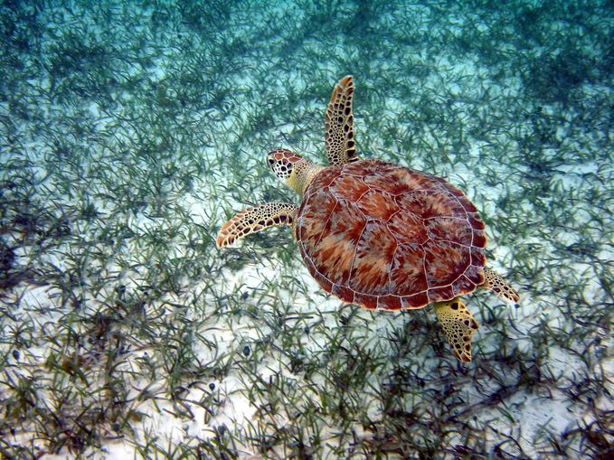 A top down view of a green turtle swimming above a seagrass meadow