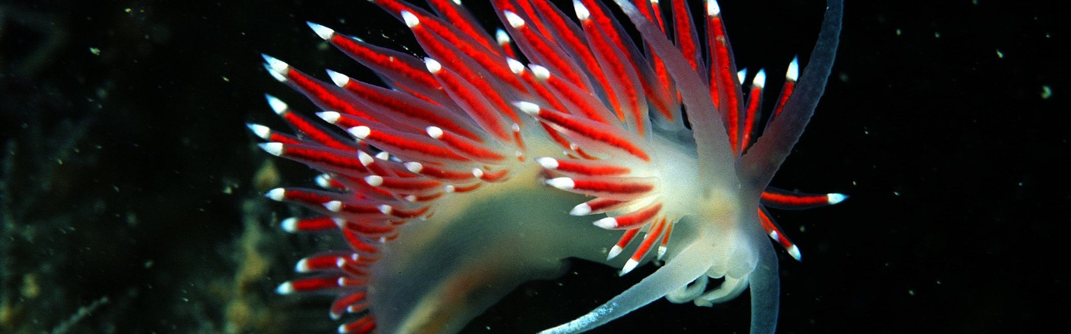 A white ethereal sea slug has long red porcupine-like spines extending from its back with white tips. It is striking photography with a black background.