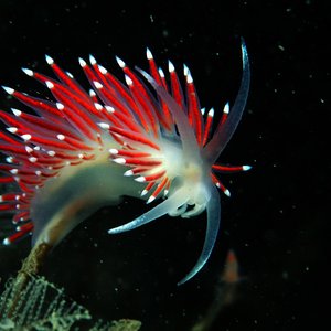 A white ethereal sea slug has long red porcupine-like spines extending from its back with white tips. It is striking photography with a black background.