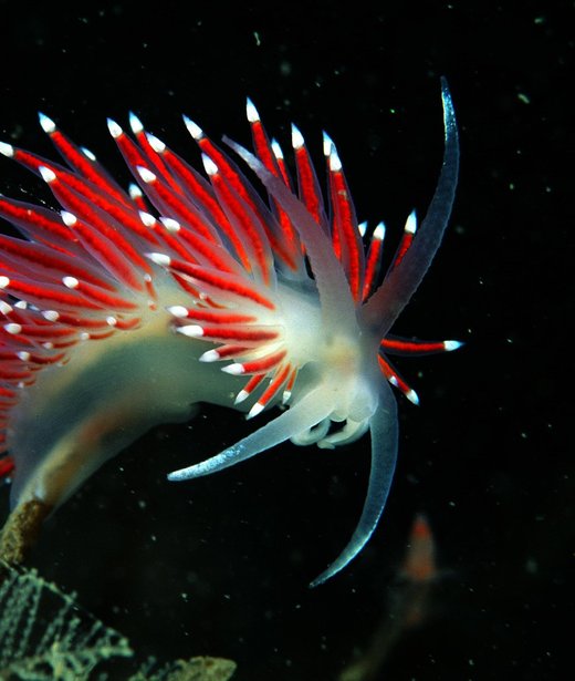 Scarlet lady sea slug
