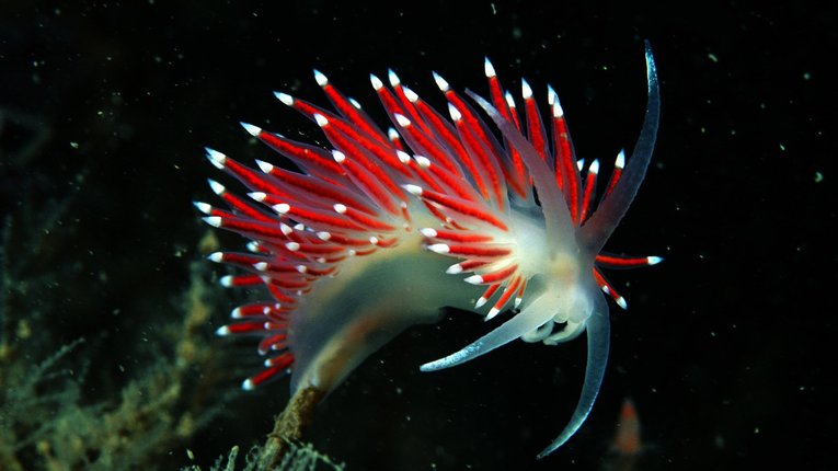 A white ethereal sea slug has long red porcupine-like spines extending from its back with white tips. It is striking photography with a black background.