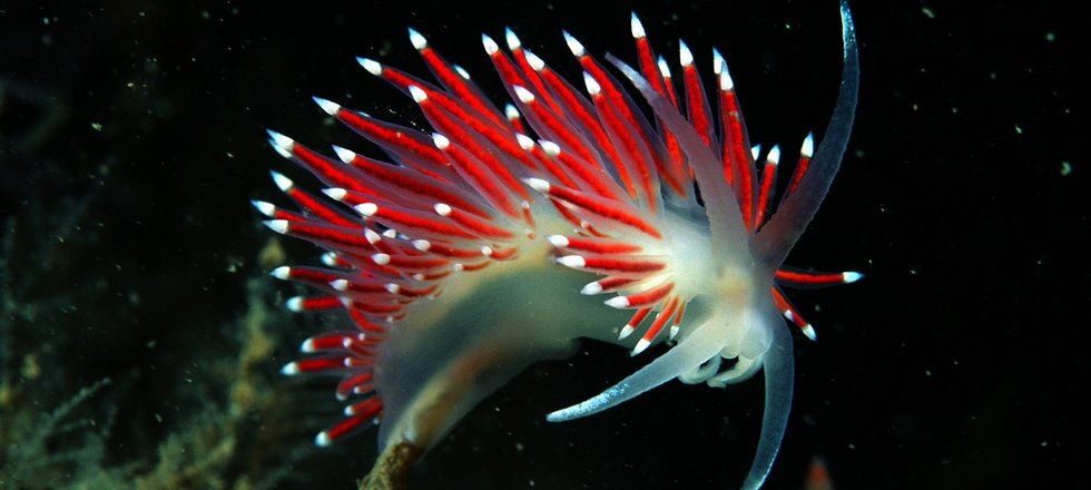 A white ethereal sea slug has long red porcupine-like spines extending from its back with white tips. It is striking photography with a black background.