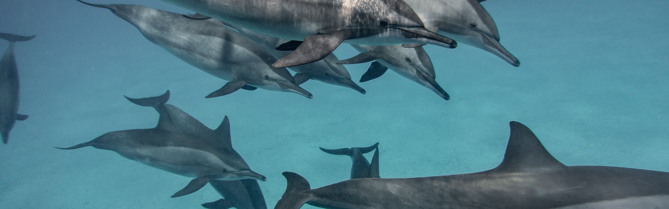 Common (short-beaked) dolphin