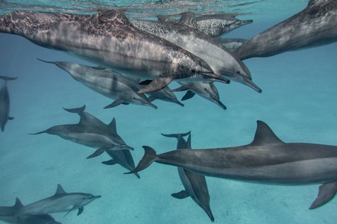 Over a dozen common dolphins swim in a clear blue ocean. They all look like adults and their distinctive two-tone lower grey/upper dark grey colouring can be clearly seen.