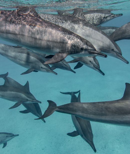Common (short-beaked) dolphin
