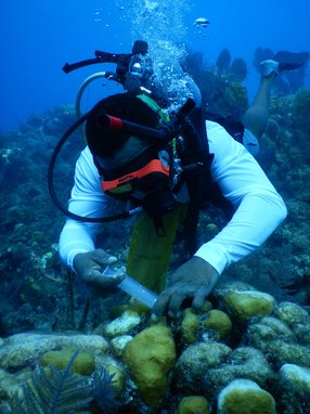 A local diver helping treat a coral