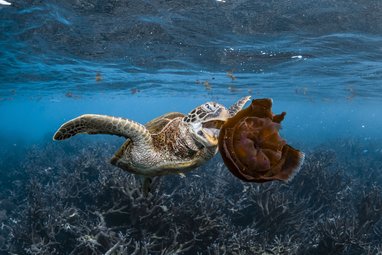 A Hawksbill sea turtle about to eat a dark red jellyfish in Coral Bay, Australia