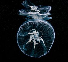 Moon jellyfish
