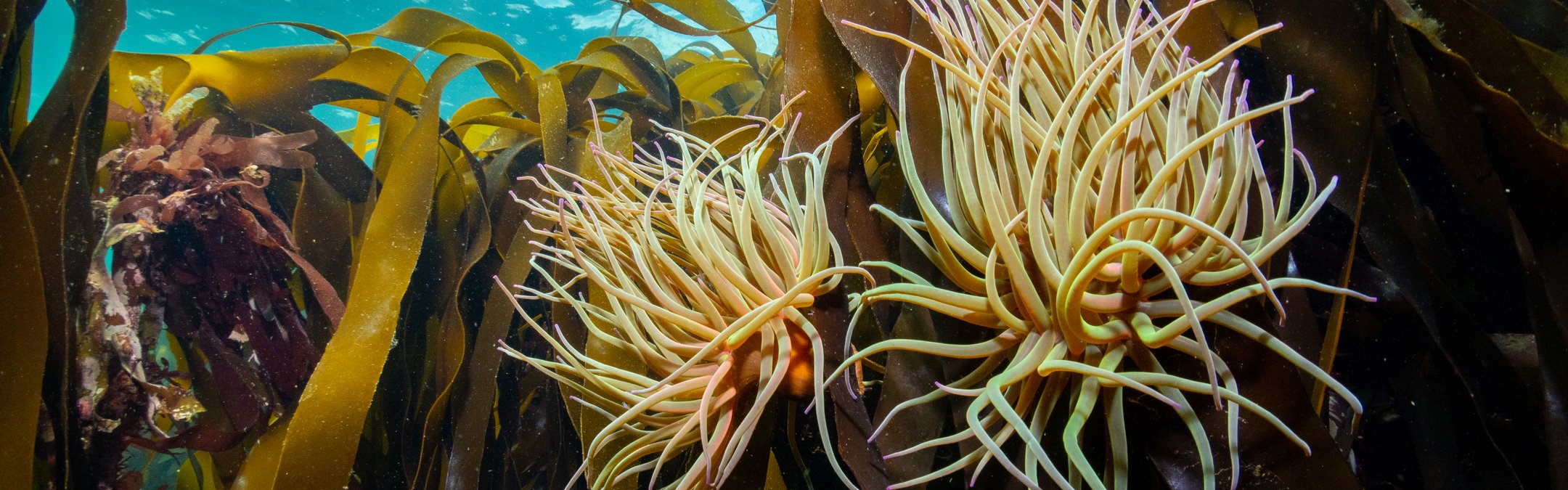 Snakelocks anemone