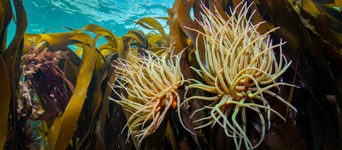 2 yellow-coloured snakelocks anemones on some kelp