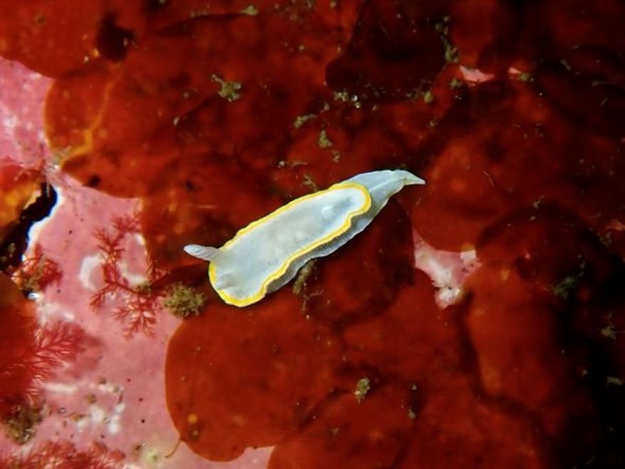 A translucent white sea slug with a distinctive yellow band around its base resting upon some red algae