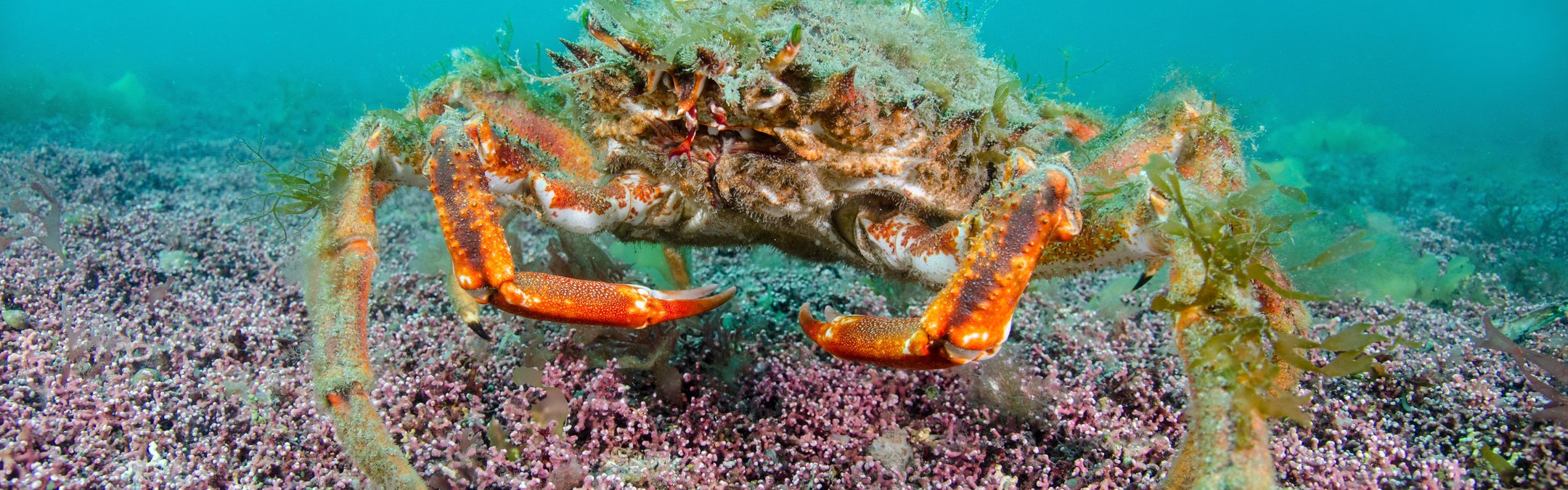 Spiny spider crab