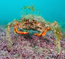 Alarge spiny spider crab standing on a maerl bed. It is camouflaged by algae but its orange pincers can be seen.
