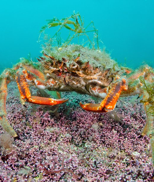 Spiny spider crab