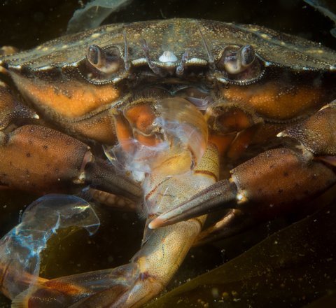 A close-up image of a shore crab eating a common prawn clasped between its claws. The shore crab is orange underneath with a mottled green shell.