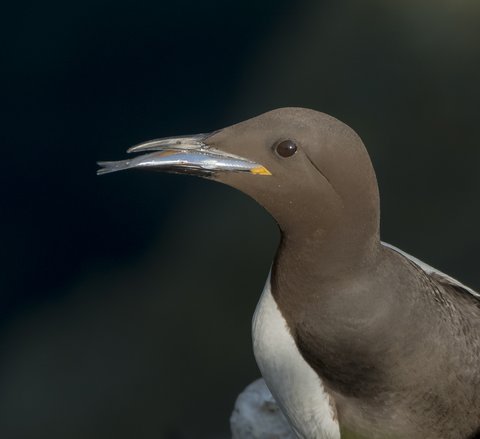 A guillemot is shown in profile down to its breast. It has a brown/grey plumage and white underside and its long beak makes it look highly streamlined for diving. The background is dark making for a striking shot.