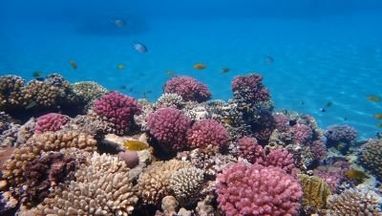 A pink and peach coral reef in blue water in Egypt.