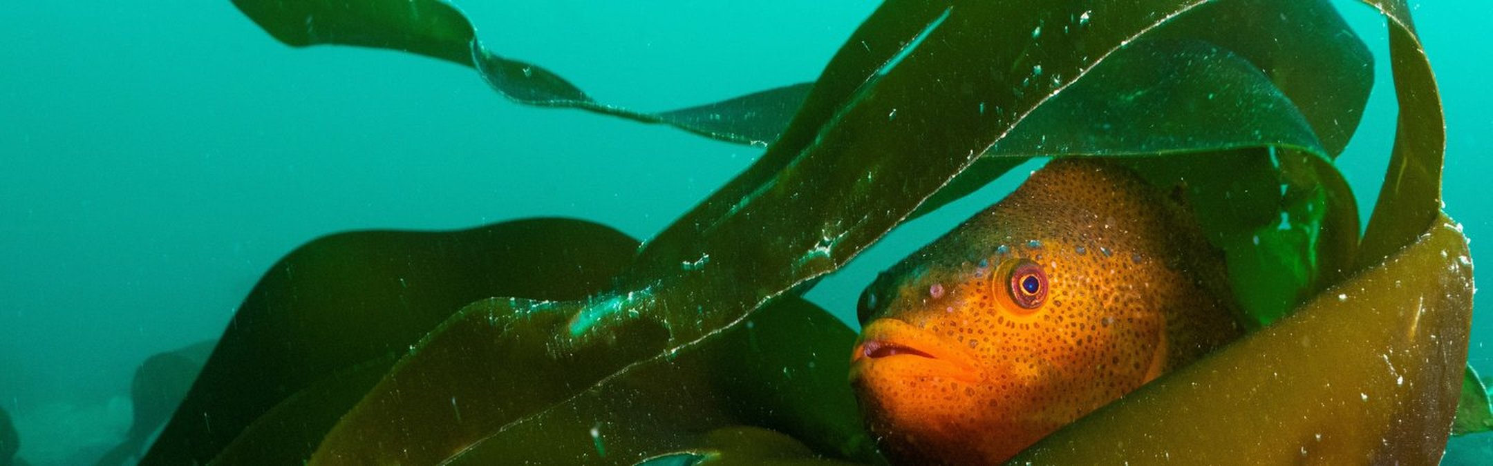 A lumpsucker fish peaking out from between kelp in the Outer Hebrides, Scotland. Only its orange head can be seen.