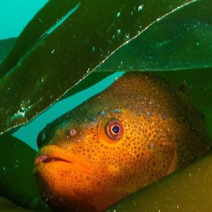 A lumpsucker fish peaking out from between kelp in the Outer Hebrides, Scotland. Only its orange head can be seen.