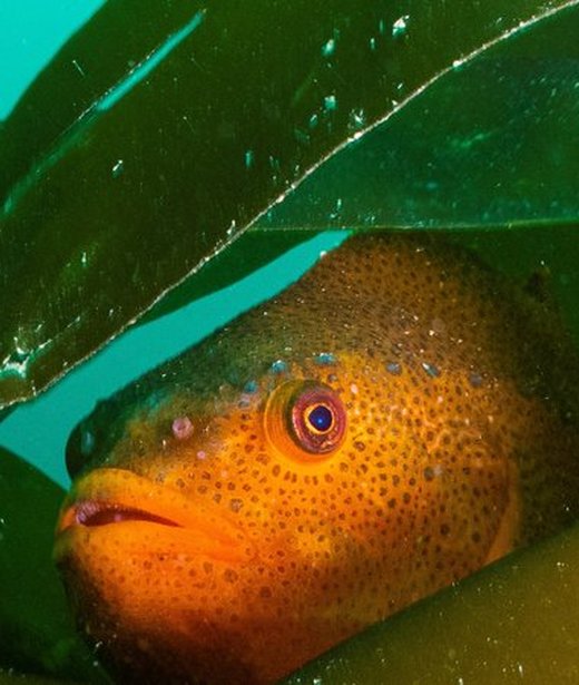 Lumpsucker