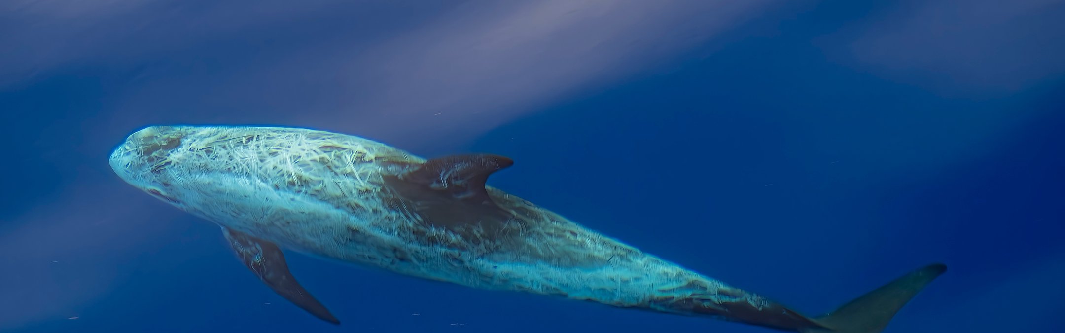 Risso's dolphin