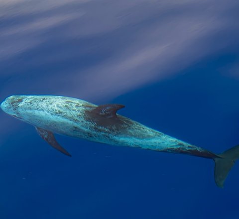 A Risso's dolphin in open water taken from above. Its multiple scars have given it an almost complete white perplexion. Its tail, dorsal fin and flippers remain fairly dark.