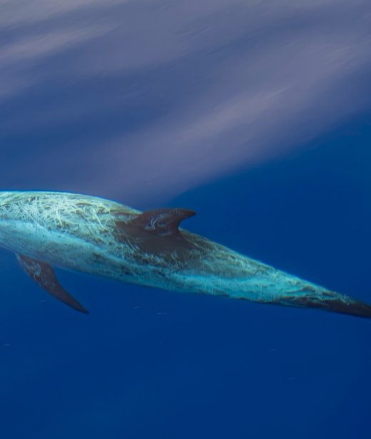 Risso's dolphin