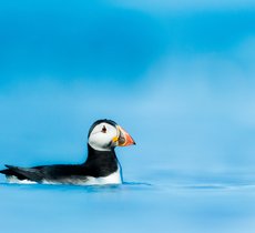 Puffin (Atlantic, common)