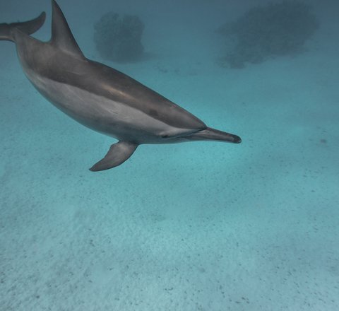 A common dolphin swims close to a sandy sea bed. It is pale grey underneath and dark grey on top in a distinctive 'two-tone' effect. They are smaller than the bottlenose dolphin and their nose is more slender.