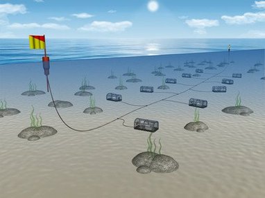 A large number of containers made out of wire and nylon are picture underwater, close to the seabed