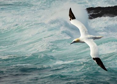 A northern gannet soaring above some rough ocean waves. Its large wings are spread out.