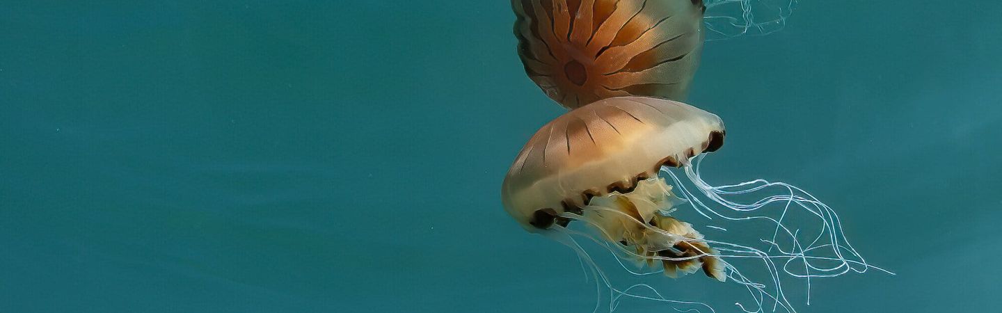 A compass jellyfish swimming near the surface of clear blue water, it is being partially reflected back from the surface making it seem like the surface is a mirror