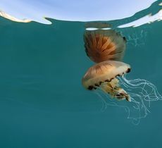 A compass jellyfish swimming near the surface of clear blue water, it is being partially reflected back from the surface making it seem like the surface is a mirror