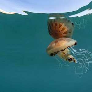 A compass jellyfish swimming near the surface of clear blue water, it is being partially reflected back from the surface making it seem like the surface is a mirror